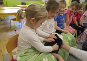 Trzymanie królików na kolanach dziewczynki