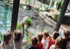 Spotkanie z krokodylem