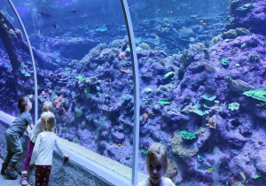 Wodne akwarium w orientarium, poszukiwania rekinów, płaszczek i rybki Nemo