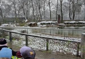 Spotkanie z pingwinami