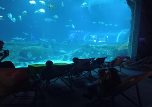 Oglądanie podwodnego świata