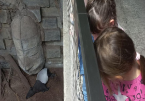Oglądanie zwierzątka w Zoo