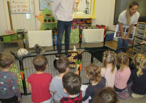 Zapoznanie z historią królików