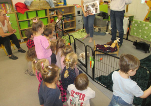 Poznanie zwyczajów i ras królików