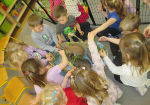 Poznanie młodych czteromiesięcznych króliczków