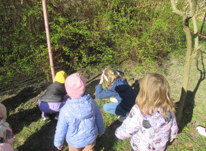 Poszukiwanie Wielkanocnych jajek w ogrodzie przedszkolnym